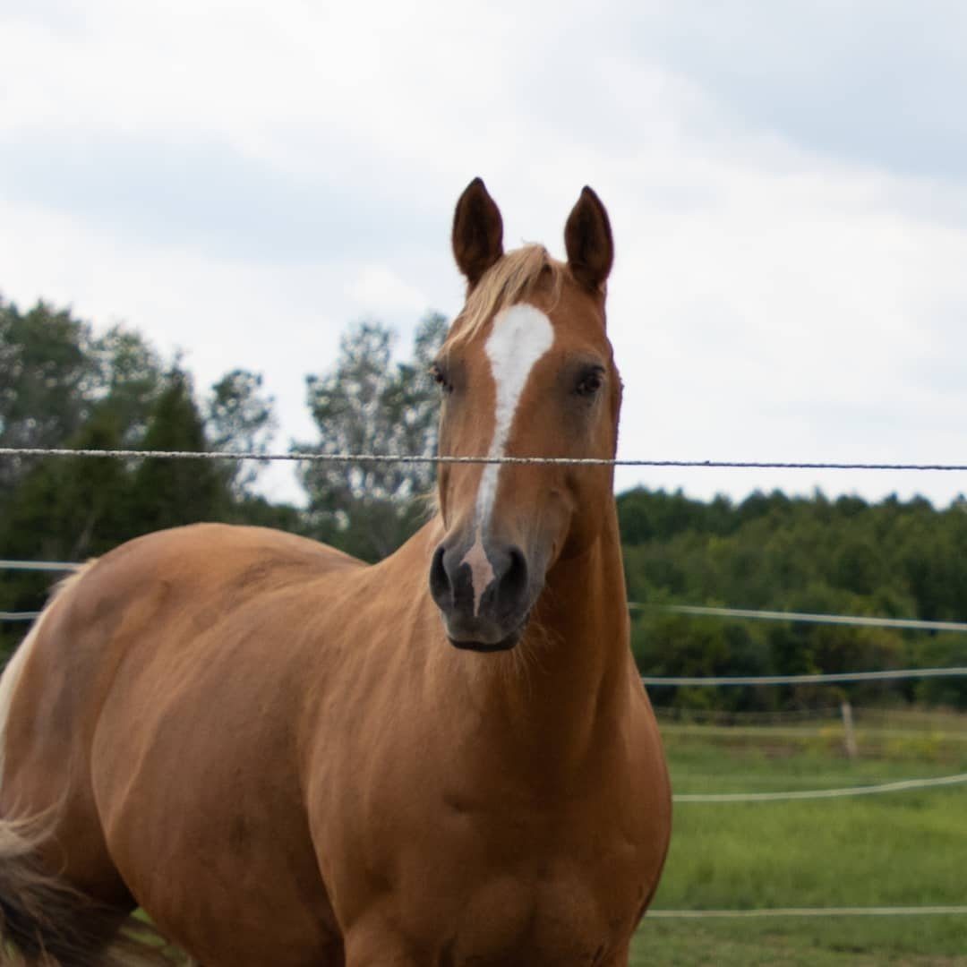 Lilac Lane Equestrian Centre